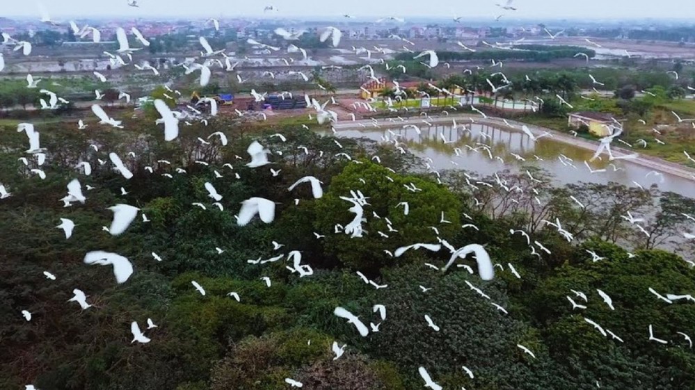 Explore Stork island in Trieu Son, Thanh Hoa Explore Stork island in Trieu Son, Thanh Hoa